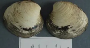 Cel mai bătrân animal din lume