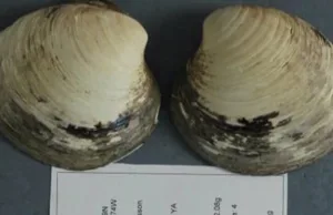 Cel mai bătrân animal din lume