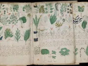 Manuscrisul Voynich: secretul vechi de secole ar fi fost, în sfârșit, spart. Cum explică un nou studiu „codul extraterestru” Manuscrisul Voynich