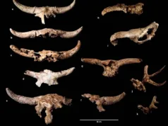 Neanderthalienii au petrecut sute de ani colecționând cranii de animale în „peștera trofeelor” – dar nu pentru hrană peștera trofeelor