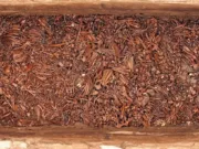 Grădina zoologică a lui Montezuma