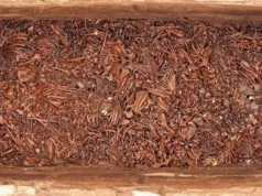 Grădina zoologică a lui Montezuma: cercetătorii au descoperit „Casa Fiarelor” aztece Grădina zoologică a lui Montezuma