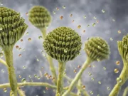 Această ciupercă comună ar putea deveni următorul ucigaș silențios pe măsură ce planeta se încălzește Această ciupercă comună ar putea deveni următorul ucigaș silențios