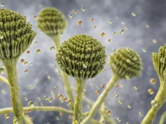 Această ciupercă comună ar putea deveni următorul ucigaș silențios pe măsură ce planeta se încălzește Această ciupercă comună ar putea deveni următorul ucigaș silențios