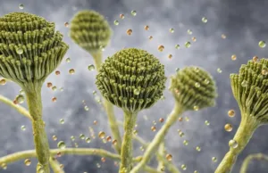 Această ciupercă comună ar putea deveni următorul ucigaș silențios pe măsură ce planeta se încălzește Această ciupercă comună ar putea deveni următorul ucigaș silențios