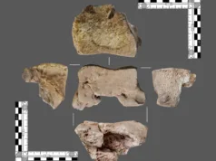 Un os descoperit recent ar putea fi prima dovadă directă a „tancurilor” de război ale lui Hannibal în Spania prima dovadă directă a „tancurilor” de război ale lui Hannibal în Spania