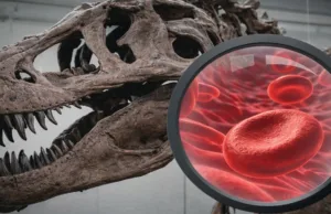 Sânge de dinozaur: poate supraviețui 80 de milioane de ani? Dacă da, ce putem face cu el? Sânge de dinozaur