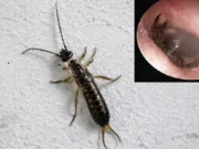 Intră urechelnițele în urechile oamenilor într-adevăr? Un studiu de caz bizar dezvăluie adevărul din spatele coșmarului Intră urechelnițele în urechile oamenilor