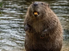 O nouă armă naturală împotriva emisiilor de carbon a fost descoperită: castorii rolul castorilor în ecosistem