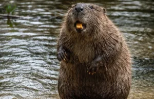 O nouă armă naturală împotriva emisiilor de carbon a fost descoperită: castorii rolul castorilor în ecosistem