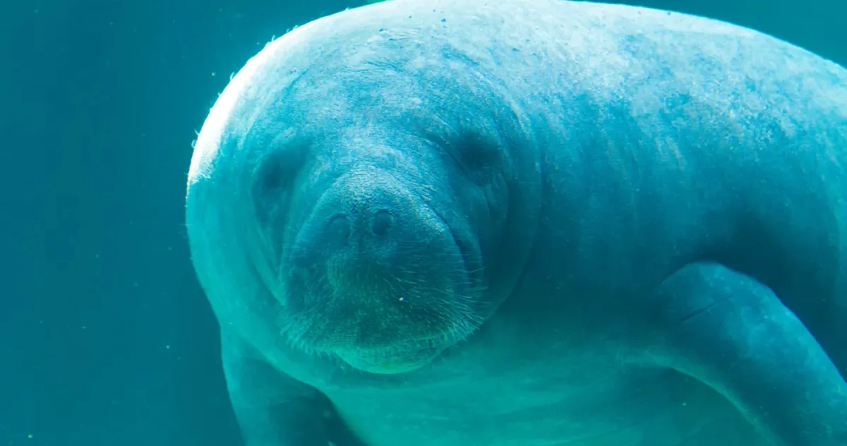 cel mai bătrân lamantin