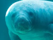 cel mai bătrân lamantin