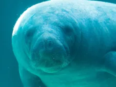 La 71 de ani, Romeo a devenit oficial cel mai bătrân lamantin înregistrat vreodată cel mai bătrân lamantin