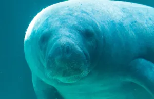 cel mai bătrân lamantin