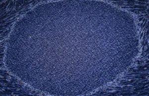 Premieră medicală: Japonia aprobă primele tratamente din lume cu celule umane reprogramate tratamente cu celule umane reprogramate japonia