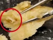 Cercetătorii au deschis conserve de somon vechi de 50 de ani: ce au găsit înăuntru a rescris istoria oceanelor conserve vechi de somon