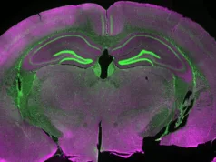 Neuronii dintr-un creier înghețat la -196°C au răspuns la stimuli electrici după decongelare neuroni dintr-un creier inghetat