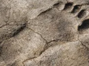 urme Homo sapiens Arabia Saudită