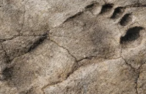 Urme de Homo sapiens de 120.000 de ani, descoperite într-un loc unde experții credeau că nimeni nu a pășit urme Homo sapiens Arabia Saudită