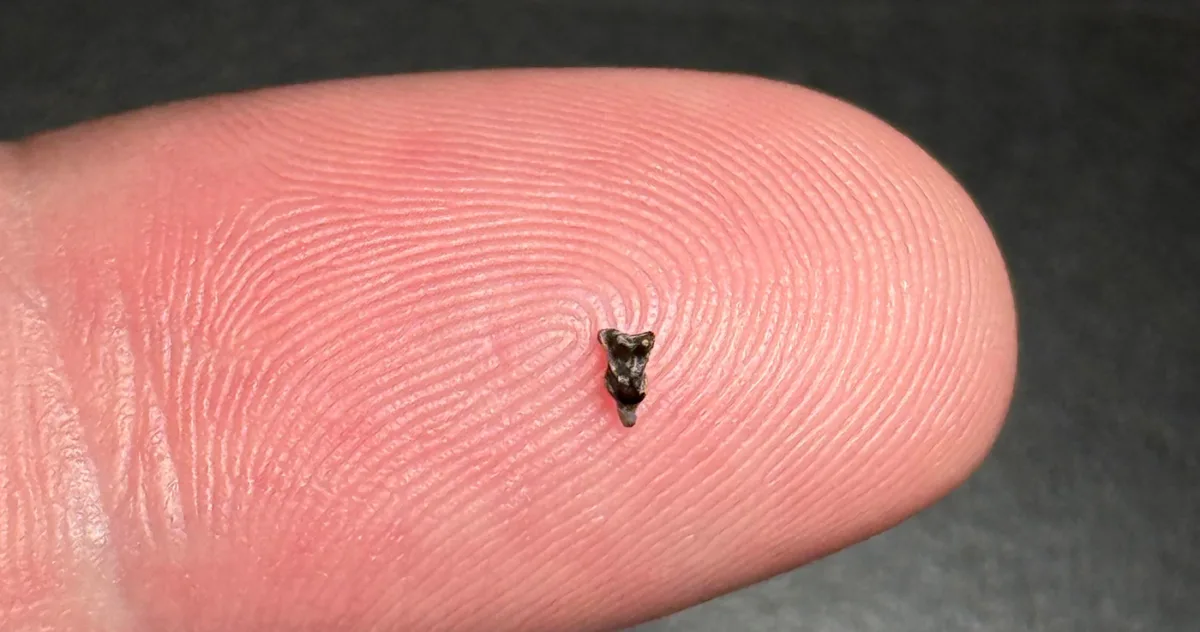 Dinți fosili de Purgatorius care explică evoluția primatelor