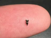 Dinți fosili de Purgatorius care explică evoluția primatelor