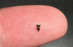 Dinții minusculi ai primului strămoș al primatelor schimbă teoriile despre originile umane Dinți fosili de Purgatorius care explică evoluția primatelor