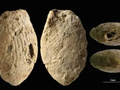 Cultura natufiană: mărgele de lut de acum 15.000 de ani arată cum a apărut agricultura în mintea umană originea agriculturii