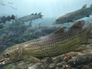 cum a început viața pe uscat