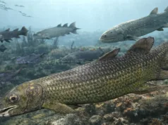 Studiu: fosilele de pești de acum 400 de milioane de ani dezvăluie cum a început viața pe uscat cum a început viața pe uscat