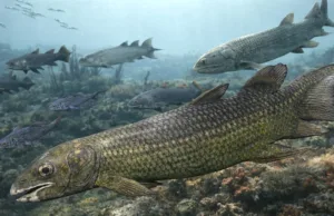 Studiu: fosilele de pești de acum 400 de milioane de ani dezvăluie cum a început viața pe uscat cum a început viața pe uscat