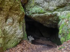 Cum a descoperit un câine peștera Lascaux și picturile sale vechi de 20.000 de ani peștera Lascaux și picturile sale vechi de 20.000 de ani