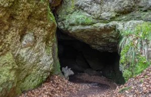 Cum a descoperit un câine peștera Lascaux și picturile sale vechi de 20.000 de ani peștera Lascaux și picturile sale vechi de 20.000 de ani