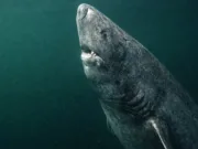Studiu Science: adevărul despre longevitatea rechinului de Groenlanda. Ce spun cercetătorii danezi despre vârsta de 400 de ani longevitatea rechinului de Groenlanda
