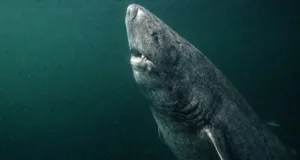 longevitatea rechinului de Groenlanda