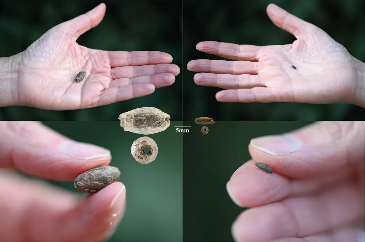 Mărgele eliptice din lut, care imită forma culturilor de cereale