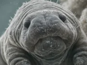 Studiu Oxford despre ultimele supraviețuitoare de pe Pământ: nici măcar un asteroid „ucigaș de planete” nu poate opri această creatură ultimele supraviețuitoare de pe Pământ