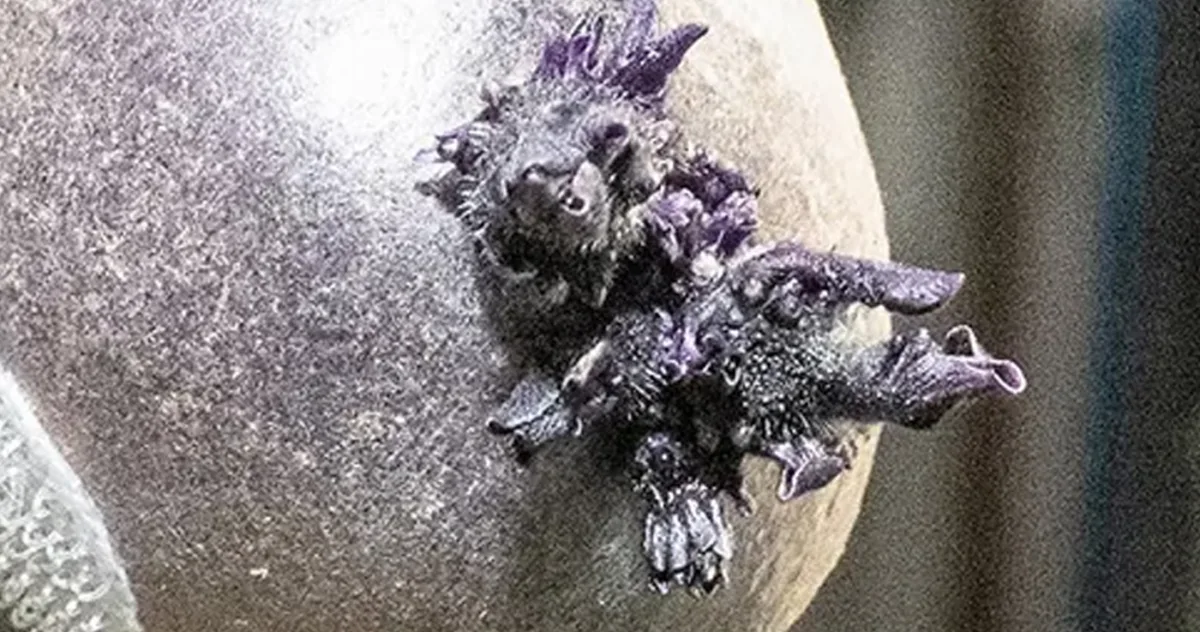 un obiect bizar, „cu tentacule”, pe Stația Spațială Internațională