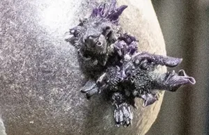 Un astronaut NASA a publicat o fotografie cu un obiect bizar, „cu tentacule”, pe Stația Spațială Internațională. Dar adevărul este mult mai pământean un obiect bizar, „cu tentacule”, pe Stația Spațială Internațională