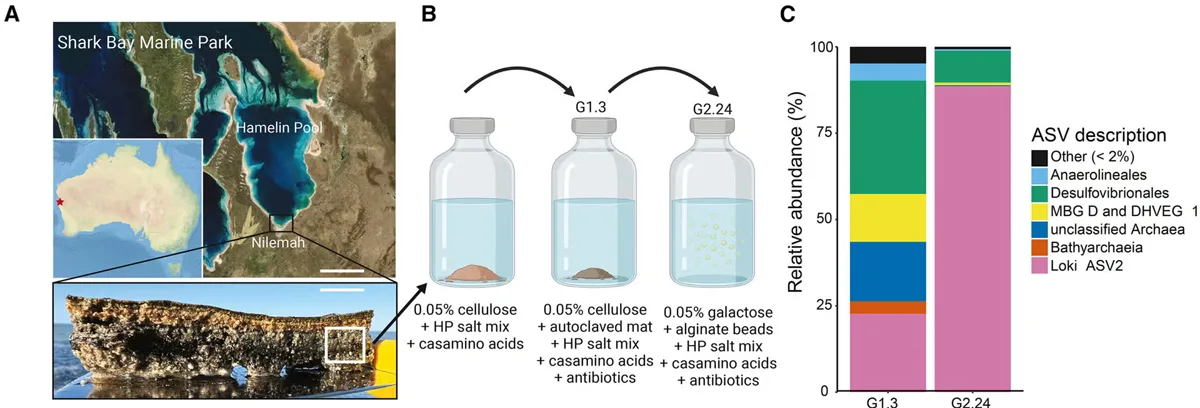 originea vieții complexe