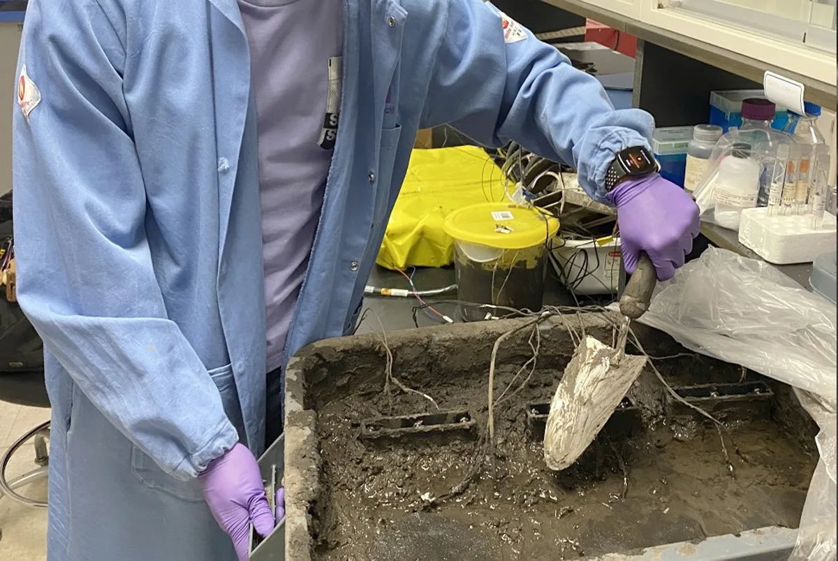 baterie bacterii sol