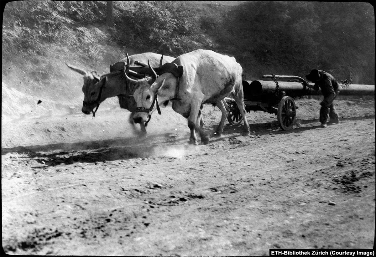 România putere petrolieră