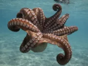 Cum își găsesc caracatițele partenerii de reproducere fără văz, conform unui nou studiu Harvard împerechere caracatițe