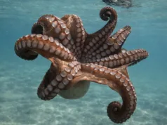 Cum își găsesc caracatițele partenerii de reproducere fără văz, conform unui nou studiu Harvard împerechere caracatițe