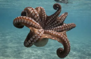 Cum își găsesc caracatițele partenerii de reproducere fără văz, conform unui nou studiu Harvard împerechere caracatițe