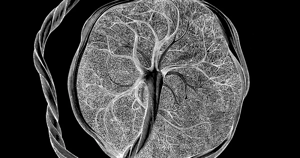 nou tip de celule sarcina