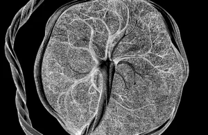 „Nimeni nu știe ce sunt”: Cercetătorii au descoperit un nou tip de celule care apar exclusiv în timpul sarcinii nou tip de celule sarcina