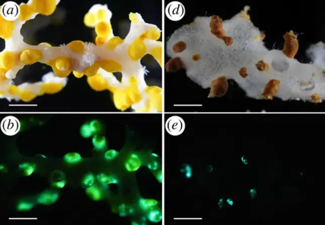 coral bioluminiscent
