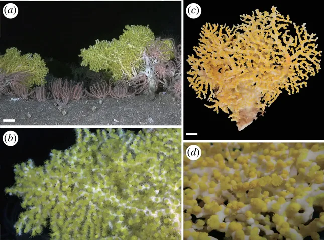 coral bioluminiscent