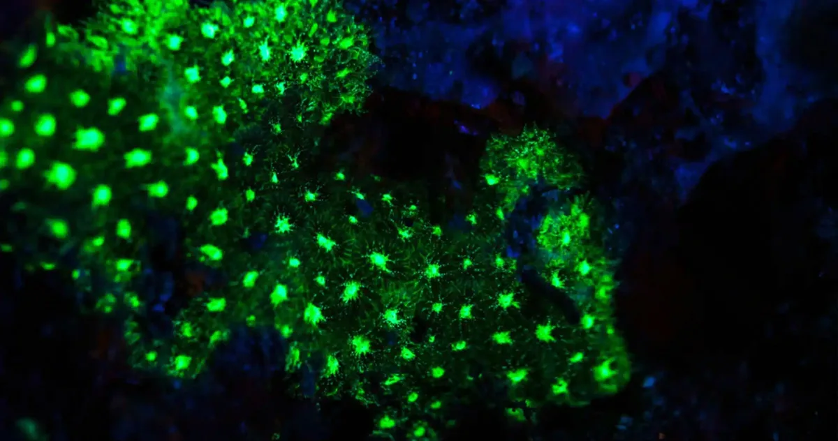 coral bioluminiscent