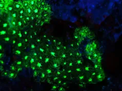 În adâncul unei peșteri marine din Japonia, la 385 de metri adâncime, lumini verzi misterioase au dezvăluit o creatură nemaivăzută până atunci coral bioluminiscent